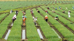Kebijakan Tepat Hasilkan Kesejahteraan Petani Hingga Tekan Inflasi